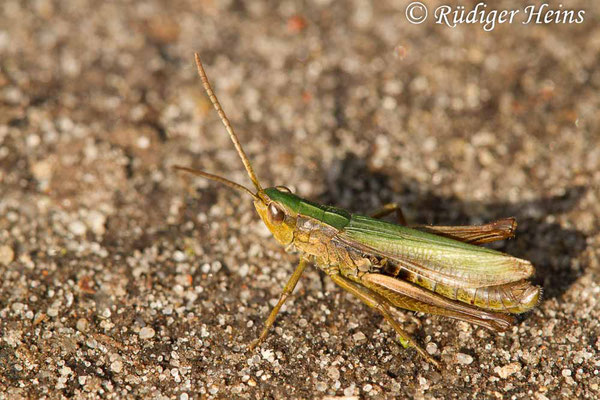 Chorthippus albomarginatus (Weißrandiger Grashüpfer) Männchen, 22.9.2017