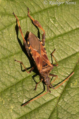 Leptoglossus occidentalis (Zapfenwanze), 12.7.2020