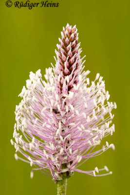 Plantago media (Mittlerer Wegerich), 19.5.2012