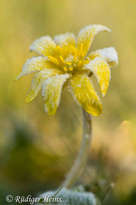 Ranunculus ficaria (Scharbockskraut)