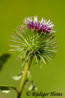 Arctium minus (Kleine Klette), 6.9.2010