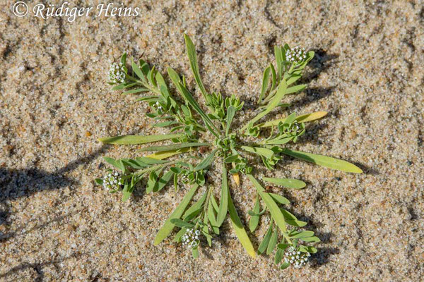 Corrigiola litoralis (Gemeiner Hirschsprung), 6.8.2024