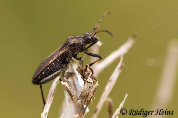 Alydus calcaradus (Rotrückiger Irrwisch)