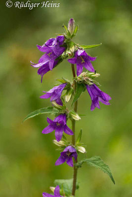 Campanula trachelium (Nesselblättrige Glockenblume), 12.7.2015