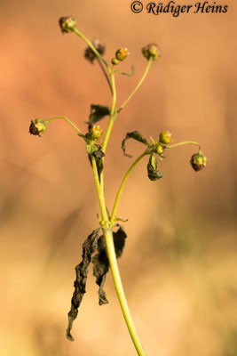 Galinsoga parviflora (Kleinblütiges Franzosenkraut)