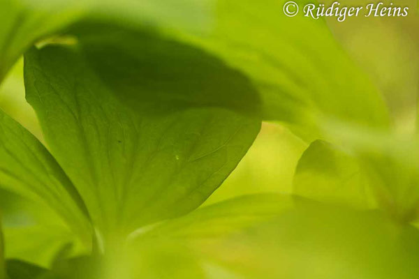 Paris quadrifolia (Vierblättrige Einbeere) Blätterdschungel, 13.5.2021 - Makroobjektiv 180mm f/3.5