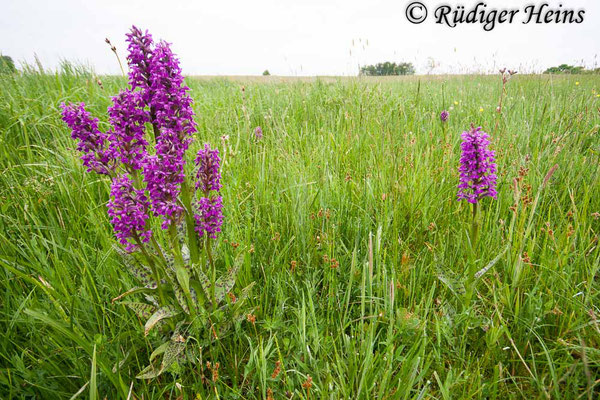 Dactylorhiza majalis (Breitblättrige Fingerwurz), 17.5.2008