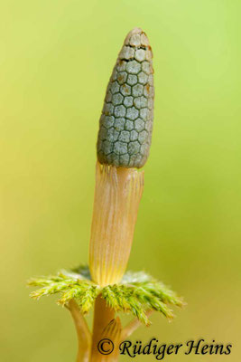 Equisetum sylvaticum (Wald-Schachtelhalm), 19.4.2009