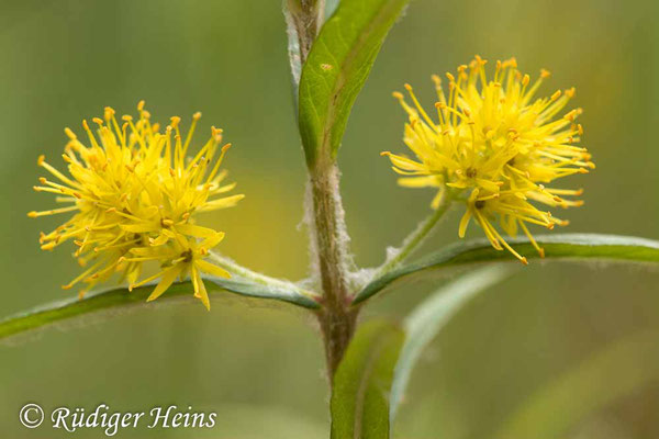 Lysimachia thyrsiflora (Strauß-​Gilbweiderich), 31.5.2022