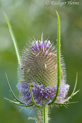 Dipsacus fullonum (Wilde Karde), 30.7.2024