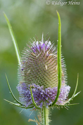 Dipsacus fullonum, Wilde Karde