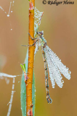 Chalcolestes viridis (Westliche Weidenjungfer) Weibchen