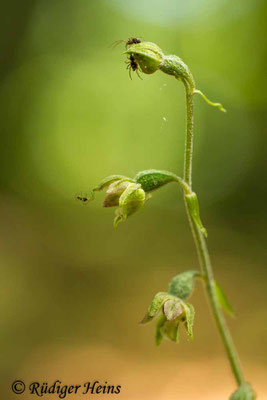 Epipactis microphylla (Kleinblättrige Stendelwurz), 28.6.2016
