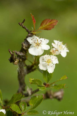 Crataegus laevigata (Zweigriffeliger Weißdorn)
