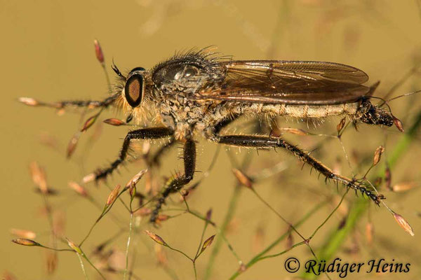 Eutolmus rufibarbis (Barbarossa-Fliege) Männchen