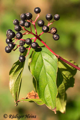 Cornus sanguinea (Roter Hartriegel), 19.9.2019