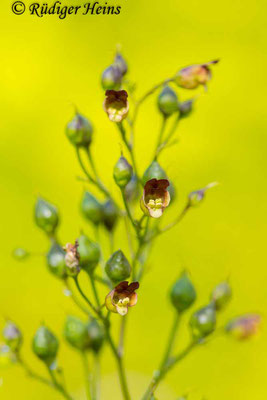 Scrophularia nodosa (Knotige Braunwurz), 14.7.2024