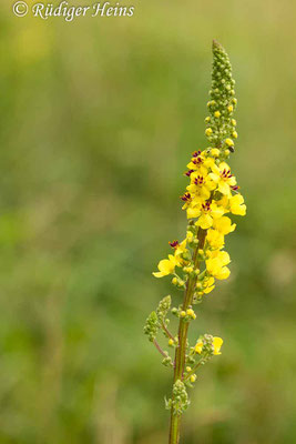 Verbascum nigrum (Schwarze Königskerze), 11.7.2019