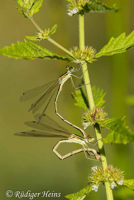 Lestes barbarus (Südliche Binsenjungfer) Eiablage, 10.8.2022
