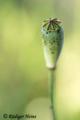 Papaver dubium, Saat-Mohn