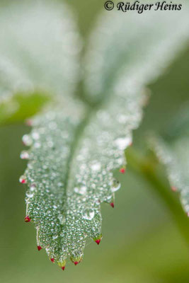 Blatt mit Morgentau, 29.8.2025 - Makroobjektiv 180mm f/3.5