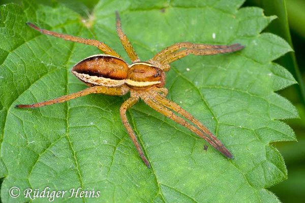 Dolomedes fimbriatus (Gerandete Jagdspinne)