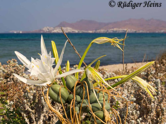 Pancratium maritimum (Dünen-Trichternarzisse oder Strandlilie)