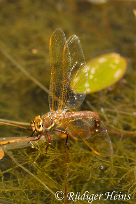 Aeshna grandis, Braune Mosaikjungfer, Eiablage