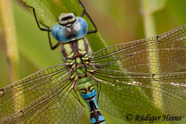 Aeshna viridis, Grüne Mosaikjungfer, Männchen