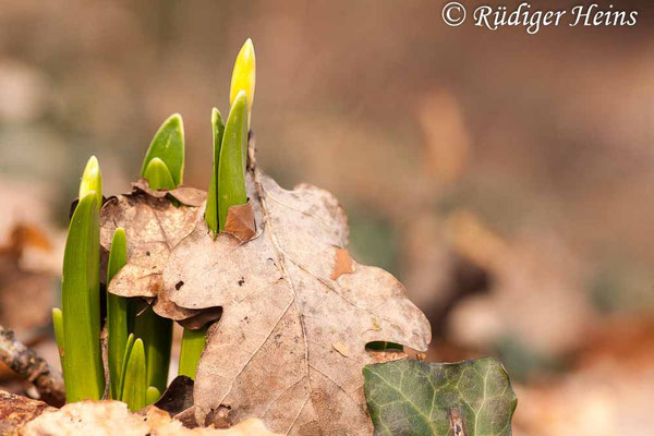 Leucojum vernum (Frühlingsknotenblume oder Märzenbecher)
