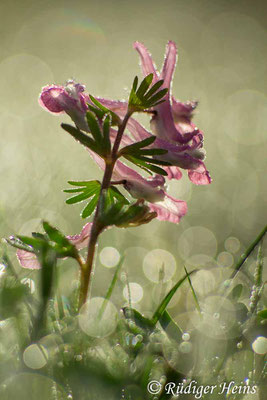 Corydalis solida (Gefingerter Lerchensporn), 24.3.2019