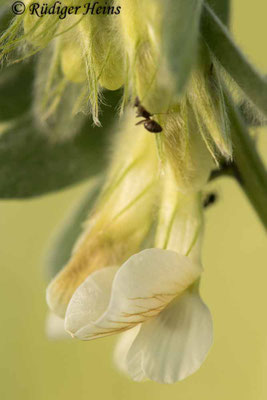 Vicia pannonica (Ungarische Wicke)