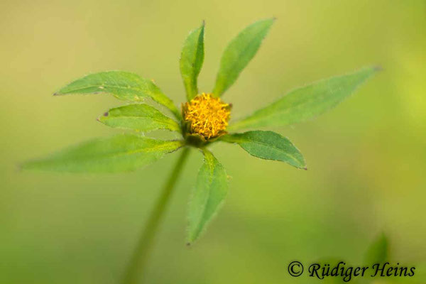 Bidens frondosus (Schwarzfrüchtiger Zweizahn)