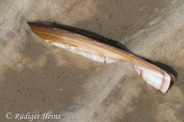 Ensis sp. (Schwertmuschel)