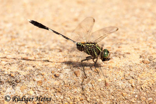 Orthetrum sabina (Schlanker Blaupfeil) Männchen, 28.1.2018