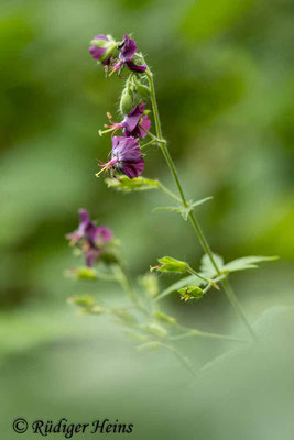 Geranium phaeum (Brauner Storchschnabel), 2.6.2025