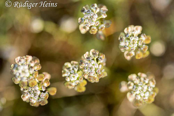 Teesdalia nudicaulis (Nacktstängeliger Bauernsenf), 26.4.2020