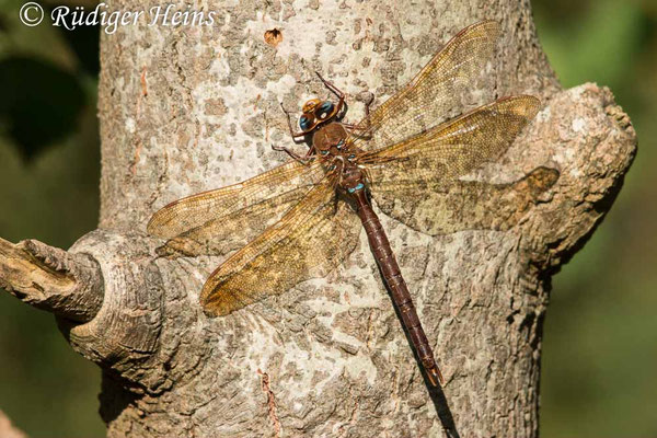 Aeshna grandis, Braune Mosaikjungfer, Männchen