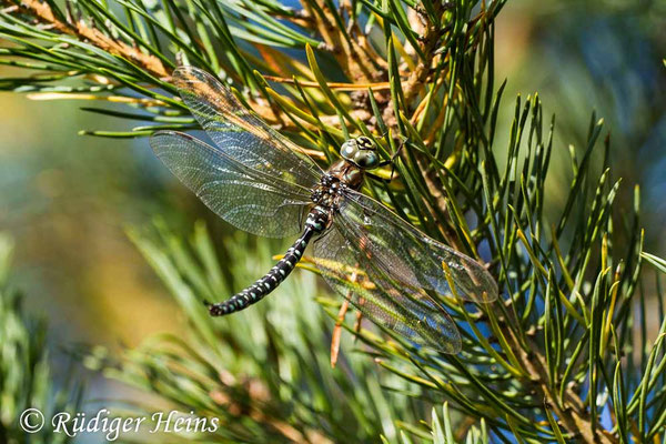 Aeshna subarctica, Hochmoor-Mosaikjungfer, Männchen
