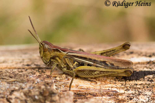 Chorthippus brunneus (Brauner Grashüpfer) Weibchen, 20.9.2017