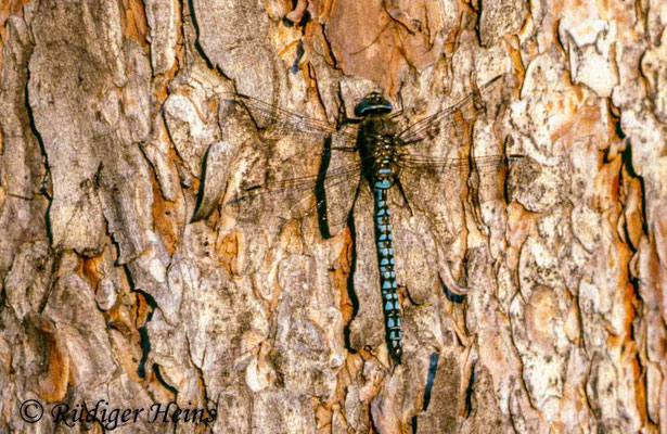 Aeshna caerulea, Alpen-Mosaikjungfer, Männchen