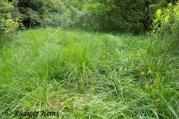 Narthecium ossifragum (Moorlilie, Beinbrech) Habitat, 17.7.2019