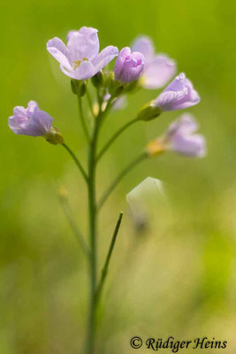 Cardamine pratensis (Wiesen-Schaumkraut), 3.5.2025