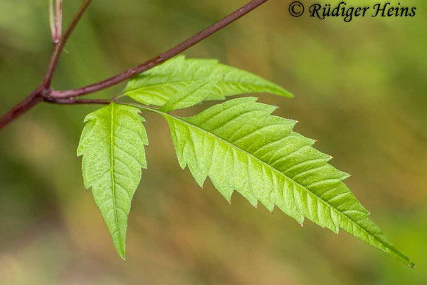 Bidens frondosus (Schwarzfrüchtiger Zweizahn)