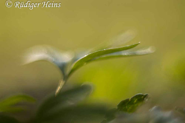 Mittlerer Lerchensporn (Corydalis intermedia) Blatt, 26.4.2022 - Pentacolor 50mm f/1,8