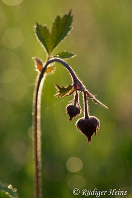 Geum rivale (Bach-Nelkenwurz)