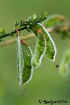 Cytisus scoparius (Besenginster)