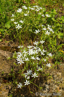 Ornithogalum umbellatum (Dolden-Milchstern)