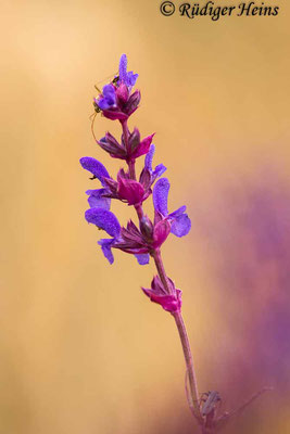 Salvia nemorosa (Steppen-Salbei), 5.6.2022