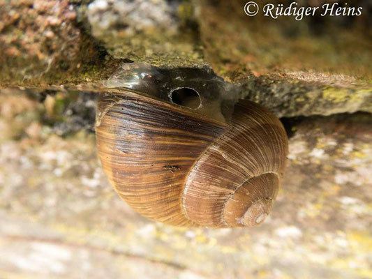 Helix pomatia (Weinbergschnecke), 26.8.2023